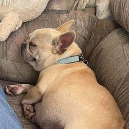 French Bulldogs from DC Frenchies