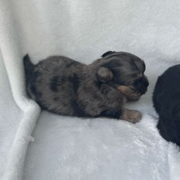 Zeek - Merle male Chihuahua puppy in Breese, Illinois from Casey's Chihuahuas and mini Dachshunds