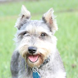 Renn - Miniature Schnauzer