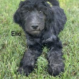 Elio - Phantom male Goldendoodle puppy in Pasco, Washington from Camp Doodle Woods