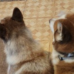 Siberian Huskies from Allen's Huskies