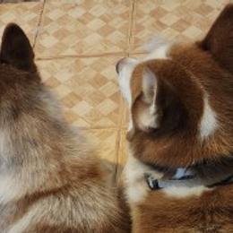 Siberian Huskies from Allen's Huskies