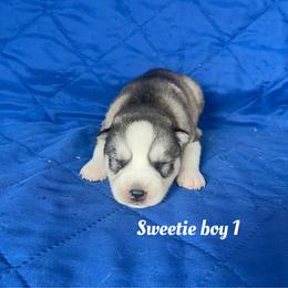 Sweetie boy 1 - Gray and white male Siberian Husky puppy in Ocala, Florida from Florida Husky Puppies
