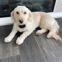 Berkeley - Goldendoodle