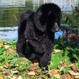 Poodle Puppies from D and D Standard Poodles