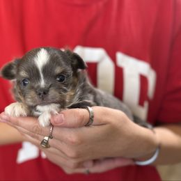 Bluey - Blue and tan male Chihuahua puppy in Newport Beach, California from Exotic City Pomeranians and chihuahuas