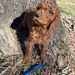 Blue collar - Red  male Poodle puppy in Henagar, Alabama from Windy Oak Kennels
