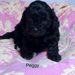 Cavapoo Puppies from Carolina Cavapoos