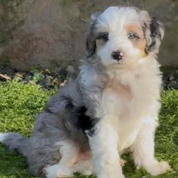 Glacier - Merle male Sheepadoodle puppy in Roseburg, Oregon from Sharon’s Sheepadoodle’s