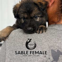 Dark grey collar female - Sable female German Shepherd puppy in Osco, Illinois from Sonnenhügel Kennel, LLC