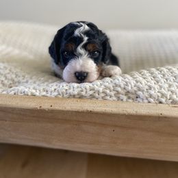 Bernedoodle, Goldendoodle, and Poodle Puppies from Central Valley Canine Companions