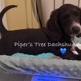 MONK - Chocolate male Dachshund puppy in Shelton, Connecticut from Piper’s Tree Dachshunds