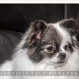 Mia - Pomeranian