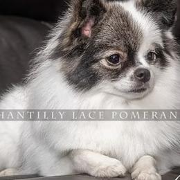 Mia - Pomeranian