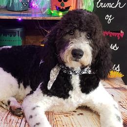 Double Doodle, Goldendoodle, and Labradoodle All Grown Up from The Doodle Ranch-California