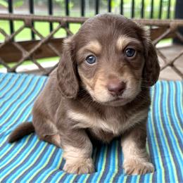 Rio - Chocolate and cream male Dachshund puppy in Duncanville, Alabama from Bear Creek