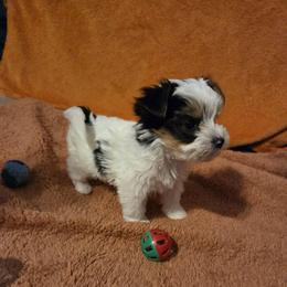 Kiss (Boy 2) - Black tan and white male Biewer Terrier puppy in Las Cruces, New Mexico from De La Rosa Biewers