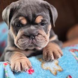 Maggie Mae - Blue tri-color female Bulldog puppy in Angelica, New York from Snapp Valley Bulldogs