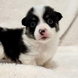 Girl 5 - Pembroke Welsh Corgi puppy in Springville, California from Campbell Creek Corgis