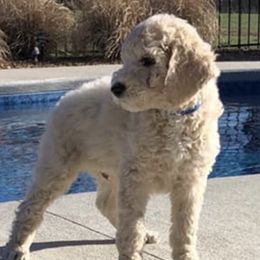 Poodles from Big Brew Farms LLC