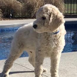 Poodles from Big Brew Farms LLC