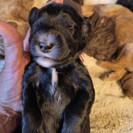 Australian Cobberdog Puppies from Lively Acres Cobberdogs