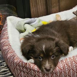 Miniature Australian Shepherd and Toy Australian Shepherd Puppies from Columbia Coast Toy & Mini Aussies