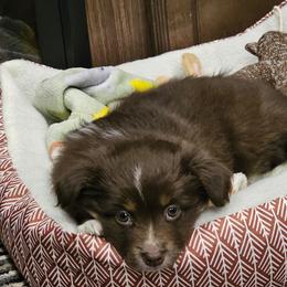 Miniature Australian Shepherd and Toy Australian Shepherd Puppies from Columbia Coast Toy & Mini Aussies