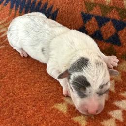 Dilute Merle Female 4 - Blue merle and white female American Corgi puppy in Okeechobee, Florida from HotShot Kennels