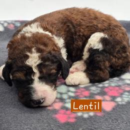 Lentil - Tri-color male Bernedoodle puppy in Neillsville, Wisconsin from Granton Creek