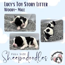 Woody - Black and white male Sheepadoodle puppy in Blairstown, New Jersey from C3 Sheepadoodles