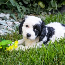 Lucky - Black and white female Cavapoo puppy in Bountiful, Utah from PJs Puppy Love