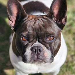 Pidge - French Bulldog
