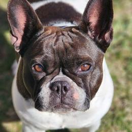 Pidge - French Bulldog