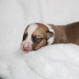 Payday - Red male Pembroke Welsh Corgi puppy in Paradise, Texas from Corgis in Paradise
