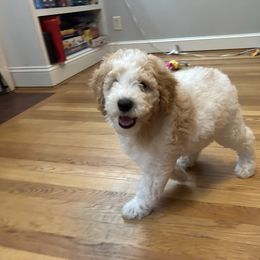 Sparkle - Parti female Poodle puppy in New Britain, Connecticut from Poodles of New England
