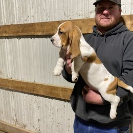 Basset Hound Puppies from Russell Bassets