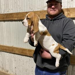 Basset Hound Puppies from Russell Bassets
