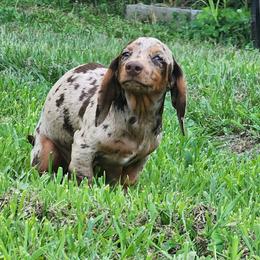 Finale - Dachshund