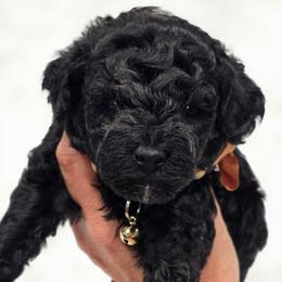 Snoopy - Black male Bernedoodle puppy in Vernon, Texas from Sugarland's Texas Goldendoodles