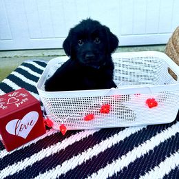 Baloo - Goldendoodle puppy in Moncks Corner, South Carolina from Sweetgrass Goldendoodles of Moncks Corner