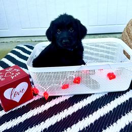 Baloo - Goldendoodle puppy in Moncks Corner, South Carolina from Sweetgrass Goldendoodles of Moncks Corner