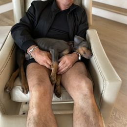 Doberman Pinscher Puppies from Ranchers Companion Doberman Kennel