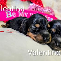 Valentino - Black and tan male Dachshund puppy in Millington, Tennessee from SchmooterBabies