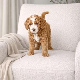 Girl 2 - female Goldendoodle puppy in Humble, Texas from Simply Dane Doodles