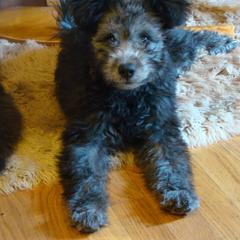 Pumi Puppies from Abiqua Pumik
