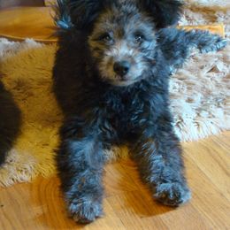 Pumi Puppies from Abiqua Pumik