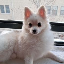 Oliver - Pomeranian