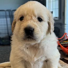 Boy 6 - Light golden male Golden Retriever puppy in Graham, Washington from Purebred Golden Paws