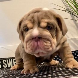 Blockhead - Fallow male Bulldog puppy in Las Vegas, Nevada from Let it Ride Bulldogs